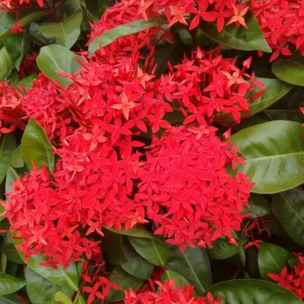 Ixora_Red_Live_Plant_Default_Title
