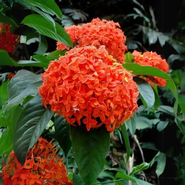Ixora_Orange_Live_Plant_Default_Title