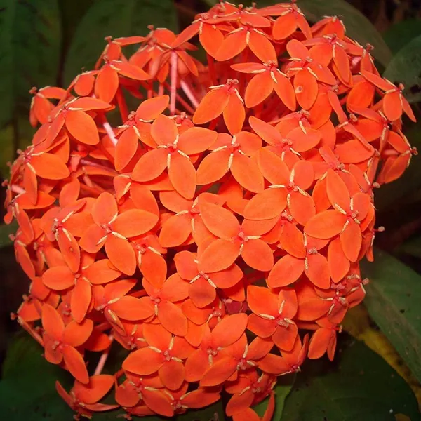 Ixora_Orange_Live_Plant_Default_Title