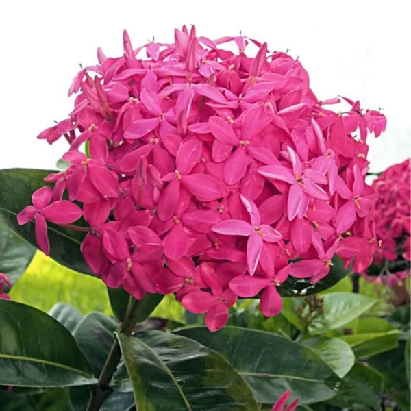 Ixora_Pink_Live_Plant_Default_Title