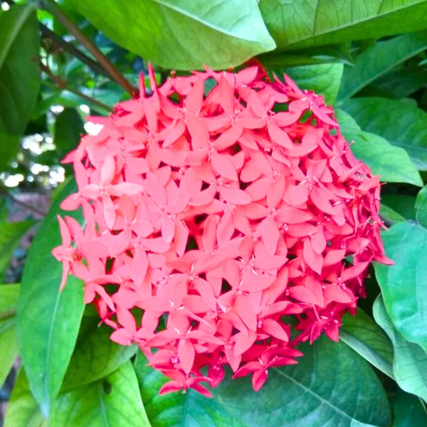 Ixora_Pink_Live_Plant_Default_Title