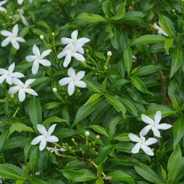 Mini_Tagar_Chinese_Crepe_Jasmine_Live_Plant_Default_Title