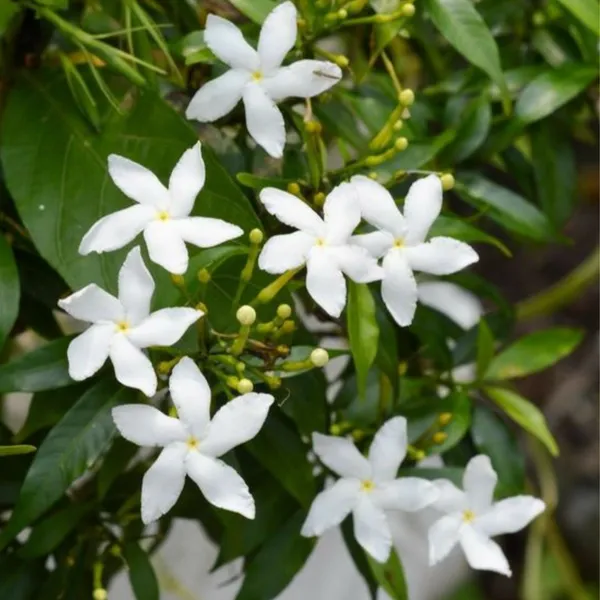 Mini_Tagar_Chinese_Crepe_Jasmine_Live_Plant_Default_Title