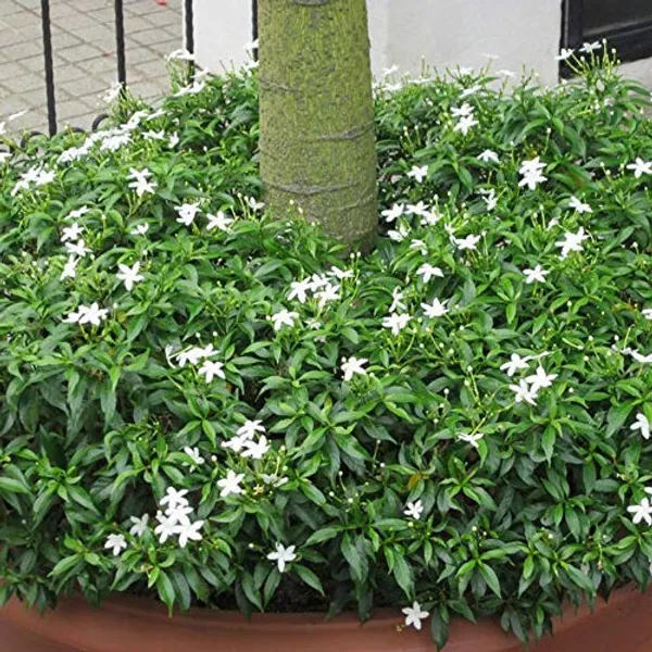 Mini_Tagar_Chinese_Crepe_Jasmine_Live_Plant_Default_Title