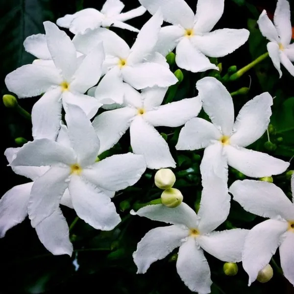 Variegated_Tagar_Crepe_Jasmine_Live_Plant_Default_Title