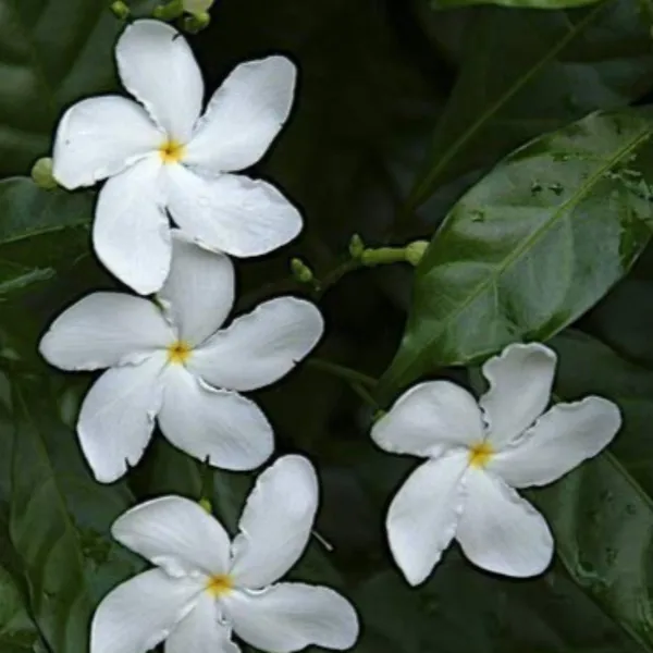 Variegated_Tagar_Crepe_Jasmine_Live_Plant_Default_Title
