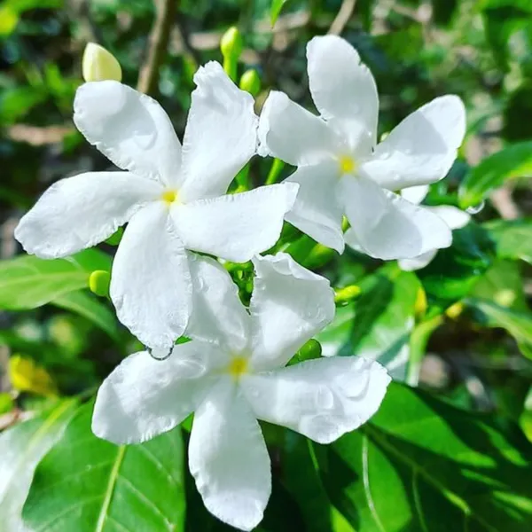 Variegated_Tagar_Crepe_Jasmine_Live_Plant_Default_Title