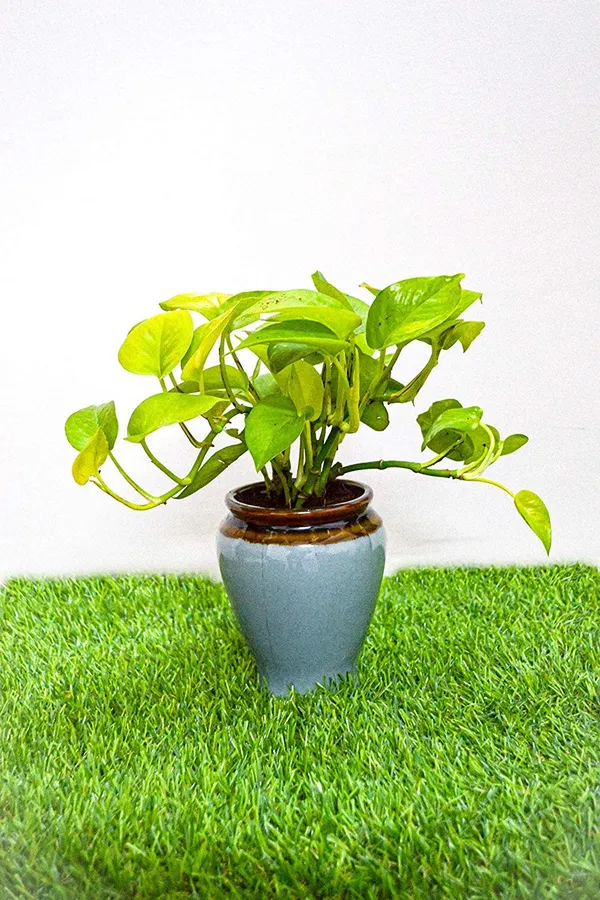 Money_Plant_Live_Plant_With_Pot_Default_Title