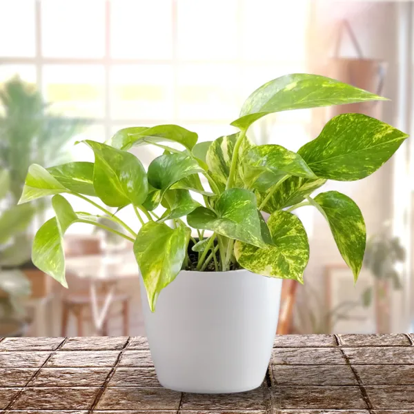 Money_Plant_Live_Plant_With_Pot_Default_Title