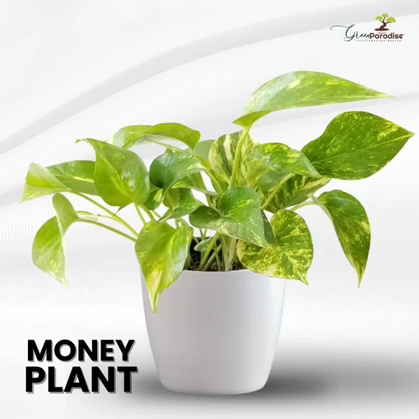 Money_Plant_Live_Plant_With_Pot_Default_Title