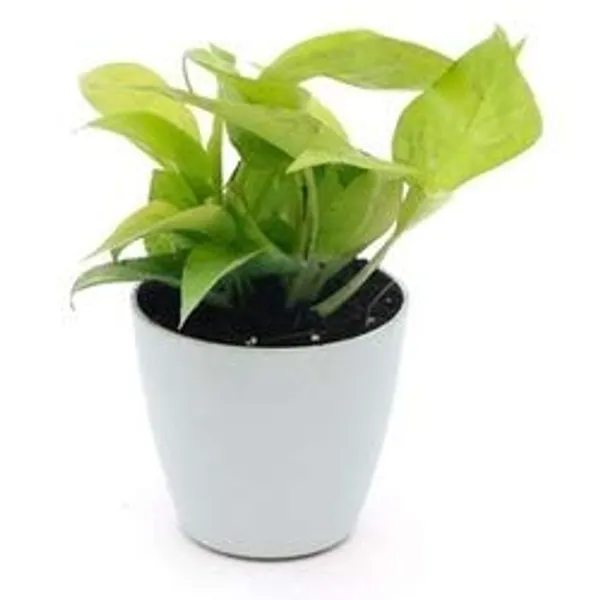 Money_Plant_Live_Plant_With_Pot_Default_Title