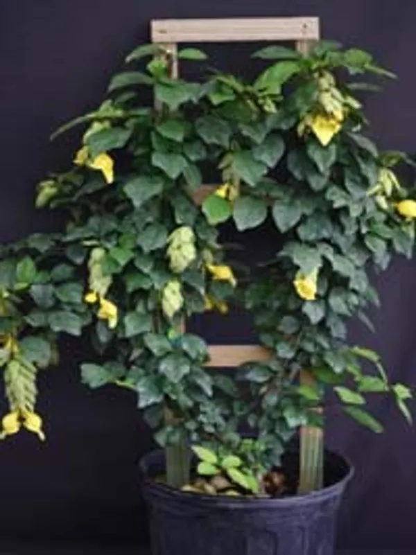 Rare_Mini_Gmelina_Philippensis_Live_Healthy_Sapling_For_Bonsai_And_Flowering_Shrub_Default_Title