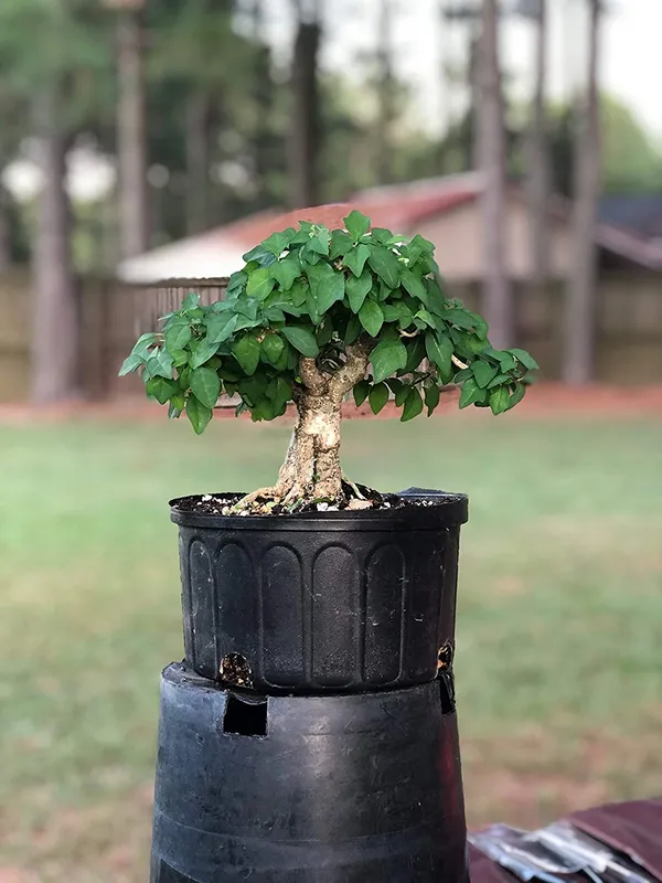 Rare_Mini_Gmelina_Philippensis_Live_Healthy_Sapling_For_Bonsai_And_Flowering_Shrub_Default_Title