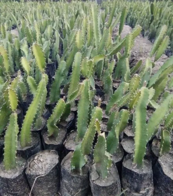 Sweetest_Dragon_Fruit_Ever_Plants_Red_Default_Title