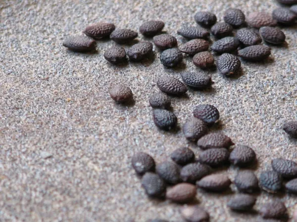 Passion_Fruit_Seeds_Exotic_And_Rare_Sweet_Red_Passion_Fruit_Seeds_Pack_Of_10_Seeds_Default_Title