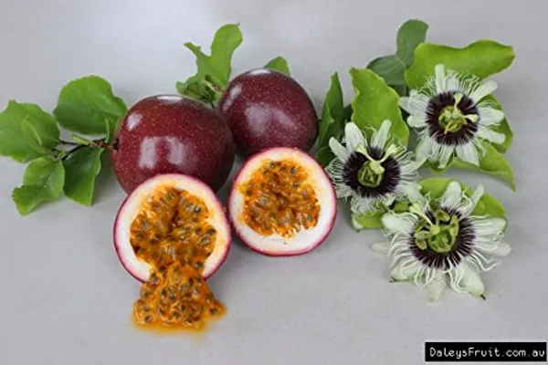 Passion_Fruit_Seeds_Exotic_And_Rare_Sweet_Red_Passion_Fruit_Seeds_Pack_Of_10_Seeds_Default_Title