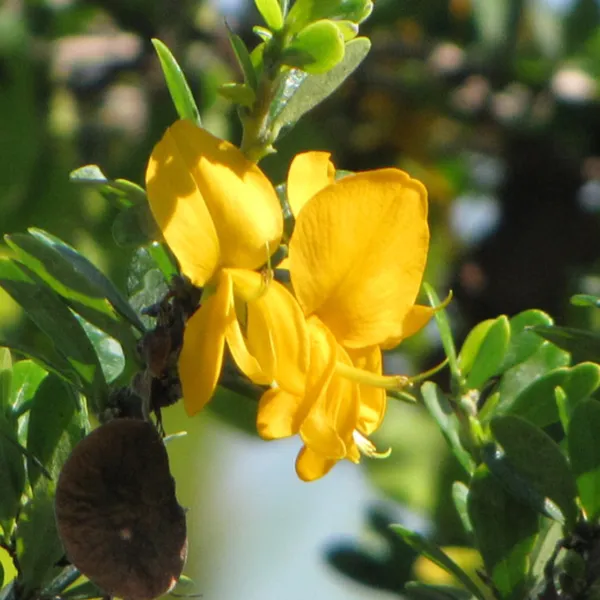 Yellow_Braya_Pre_Bonsai_Sapling_Live_Plant_Default_Title