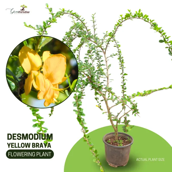 Yellow_Braya_Pre_Bonsai_Sapling_Live_Plant_Default_Title
