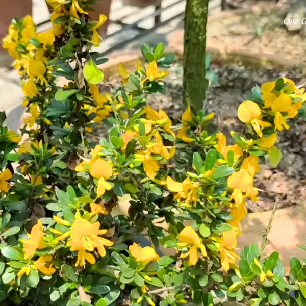 Yellow_Braya_Pre_Bonsai_Sapling_Live_Plant_Default_Title