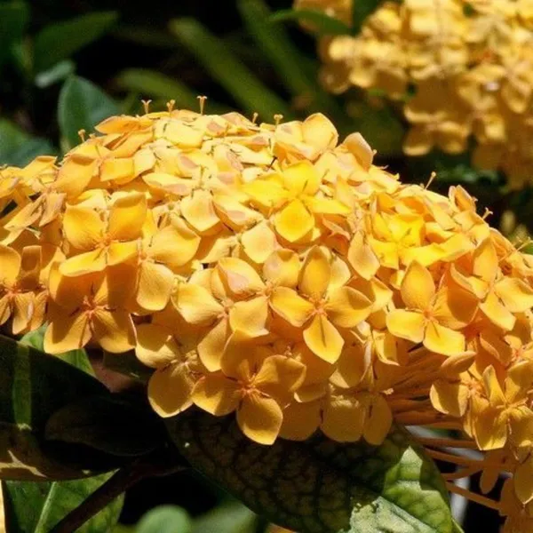 Ixora_Yellow_New_Compact_Flowering_Ixora_Plant_With_Beautiful_Flowers_Default_Title