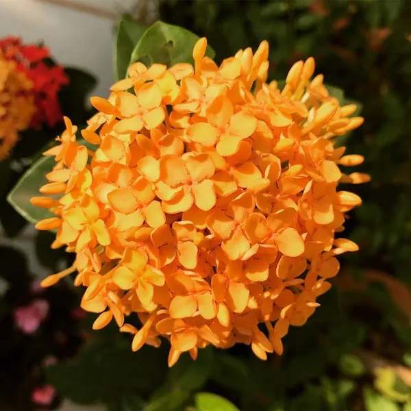 Ixora_Yellow_New_Compact_Flowering_Ixora_Plant_With_Beautiful_Flowers_Default_Title