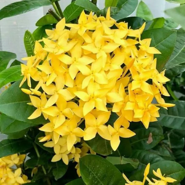 Ixora_Yellow_New_Compact_Flowering_Ixora_Plant_With_Beautiful_Flowers_Default_Title