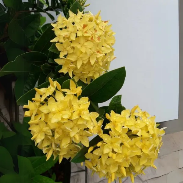 Ixora_Yellow_New_Compact_Flowering_Ixora_Plant_With_Beautiful_Flowers_Default_Title