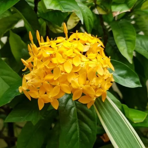 Ixora_Yellow_New_Compact_Flowering_Ixora_Plant_With_Beautiful_Flowers_Default_Title