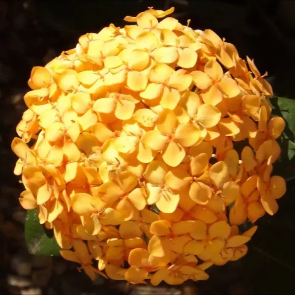 Ixora_Yellow_New_Compact_Flowering_Ixora_Plant_With_Beautiful_Flowers_Default_Title
