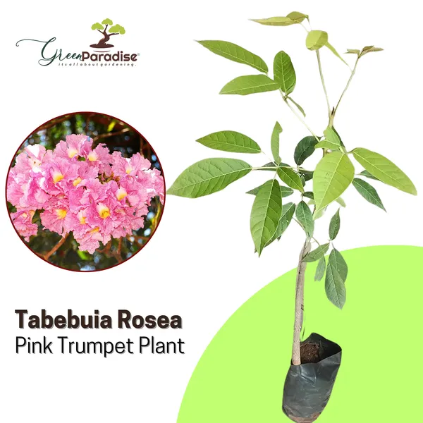 Green_Paradise_Tabebuia_Rosea_Pink_Trumpet_Tree_Default_Title