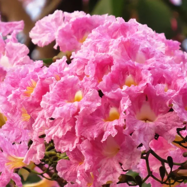 Green_Paradise_Tabebuia_Rosea_Pink_Trumpet_Tree_Default_Title