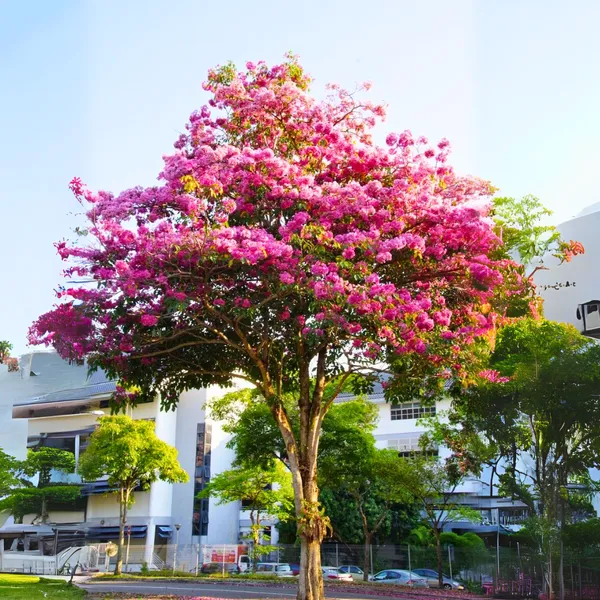 Green_Paradise_Tabebuia_Rosea_Pink_Trumpet_Tree_Default_Title