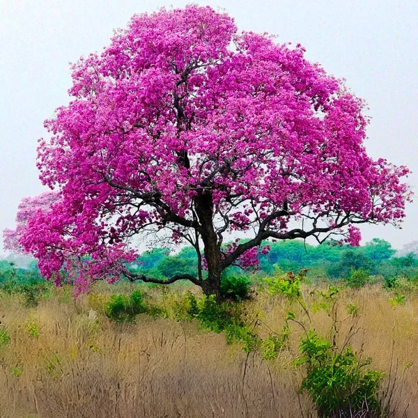 Green_Paradise_Tabebuia_Rosea_Pink_Trumpet_Tree_Default_Title