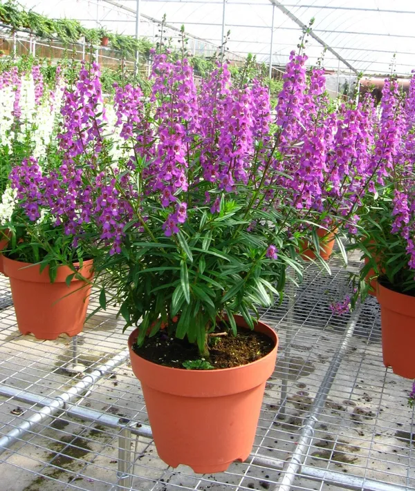 Angelonia_Purple_Flower_Live_Healthy_Plant_Default_Title