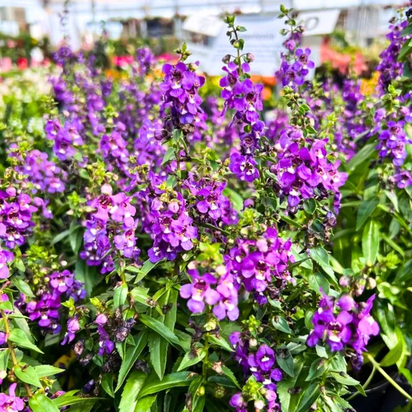 Angelonia_Purple_Flower_Live_Healthy_Plant_Default_Title