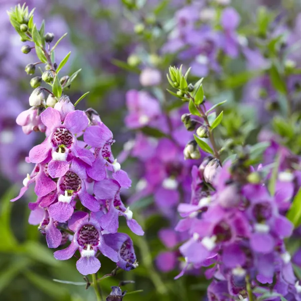 Angelonia_Purple_Flower_Live_Healthy_Plant_Default_Title