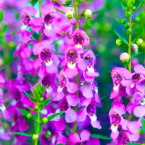 Angelonia_Purple_Flower_Live_Healthy_Plant_Default_Title