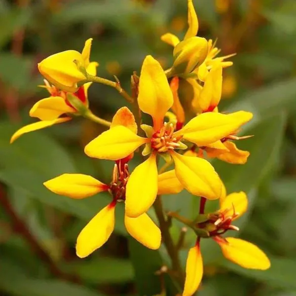 Galphemia_Gracilis_Beautiful_Full_Year_Yellow_Flowering_Live_Plant_Default_Title