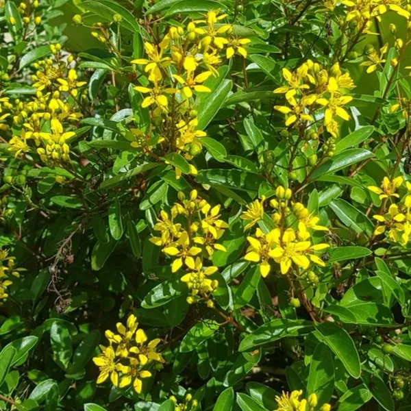 Galphemia_Gracilis_Beautiful_Full_Year_Yellow_Flowering_Live_Plant_Default_Title