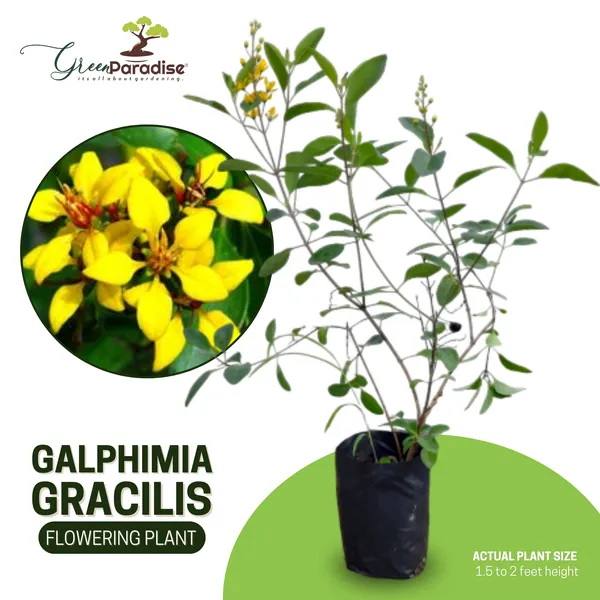 Galphemia_Gracilis_Beautiful_Full_Year_Yellow_Flowering_Live_Plant_Default_Title