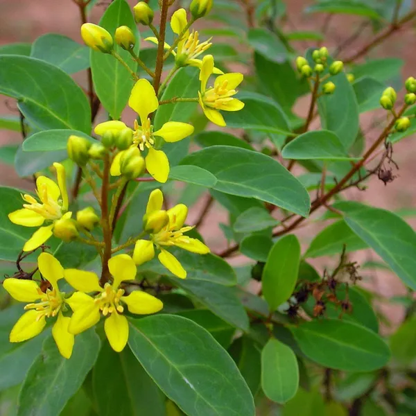 Galphemia_Gracilis_Beautiful_Full_Year_Yellow_Flowering_Live_Plant_Default_Title