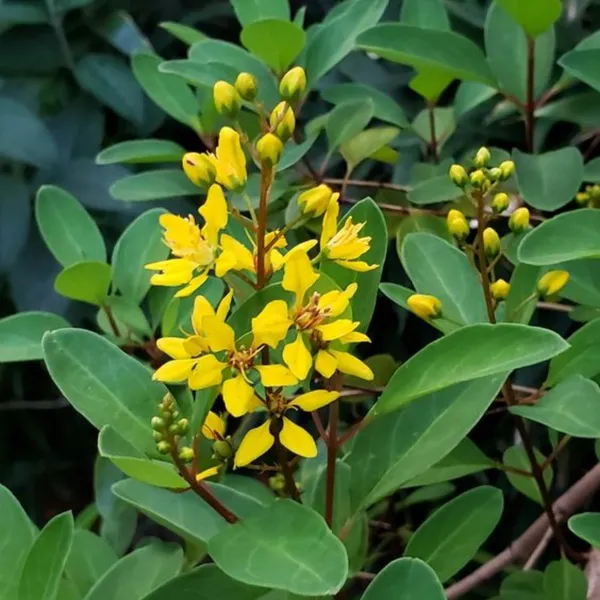 Galphemia_Gracilis_Beautiful_Full_Year_Yellow_Flowering_Live_Plant_Default_Title
