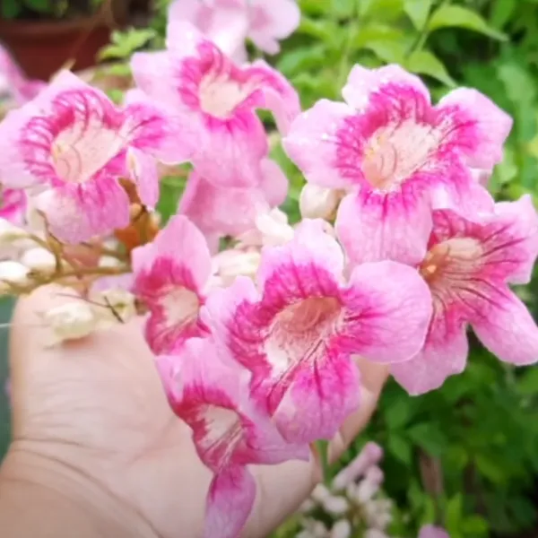 Pink_Trumpet_Vine_Pink_Tecoma_Creeper_Live_Plant_Green_Paradise_Live_Default_Title