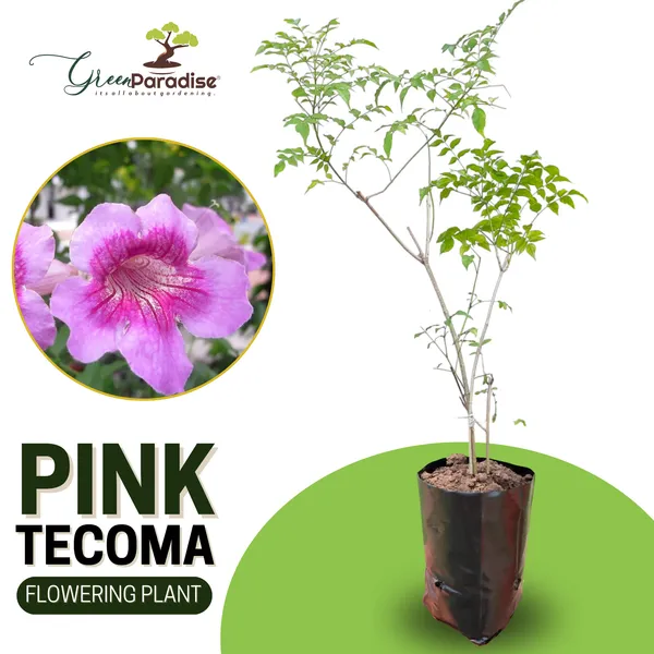 Pink_Trumpet_Vine_Pink_Tecoma_Creeper_Live_Plant_Green_Paradise_Live_Default_Title