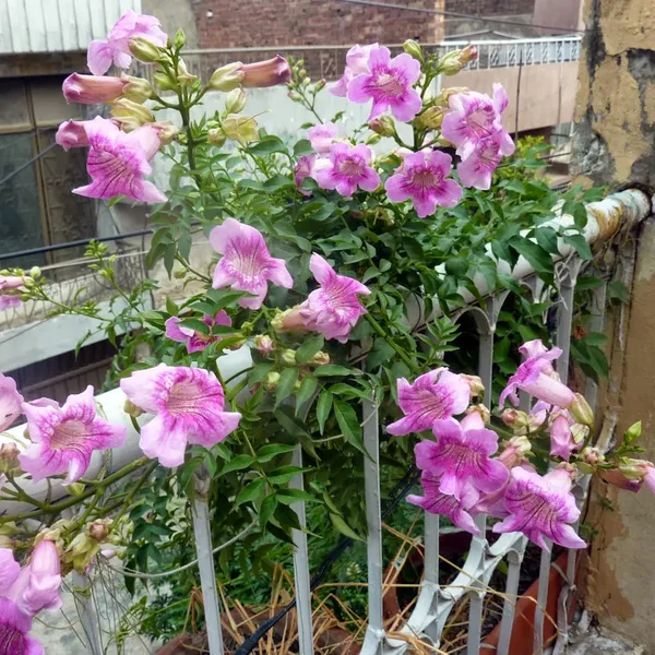 Pink_Trumpet_Vine_Pink_Tecoma_Creeper_Live_Plant_Green_Paradise_Live_Default_Title