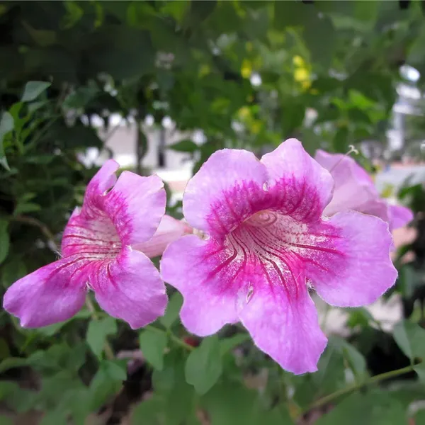Pink_Trumpet_Vine_Pink_Tecoma_Creeper_Live_Plant_Green_Paradise_Live_Default_Title