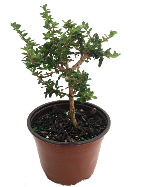 Nishia_Bonsai_Suitable_Live_Plant_Default_Title