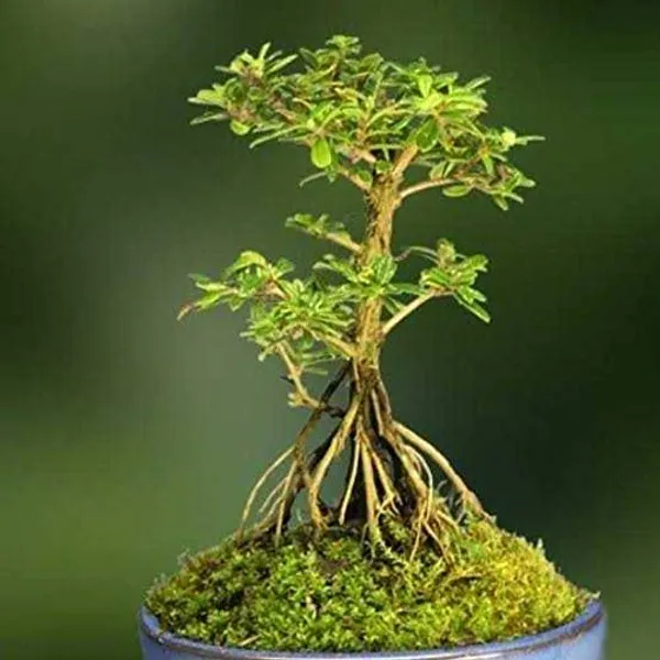 Nishia_Bonsai_Suitable_Live_Plant_Default_Title
