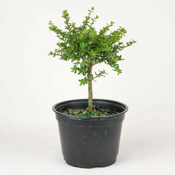 Nishia_Bonsai_Suitable_Live_Plant_Default_Title
