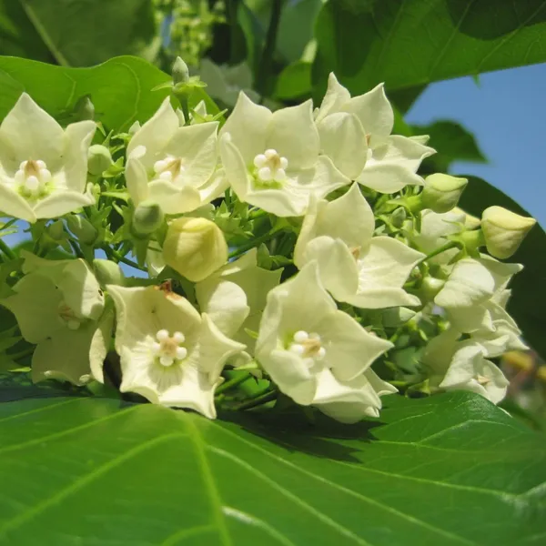 Vallaris_Glabra_Scented_Flowered_Vine_Live_Plant_Bread_Flower_Vine_Live_Plant_Default_Title